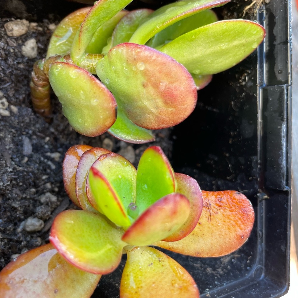 2 Rooted And Planted Jade Plants (in 1 container) - Picture 2 of 7